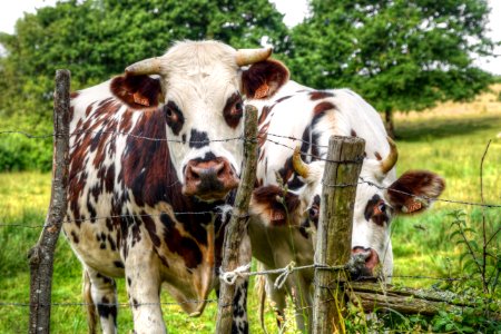 Cattle Like Mammal Dairy Cow Pasture Grazing photo