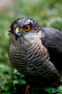 Beak Bird Fauna Hawk