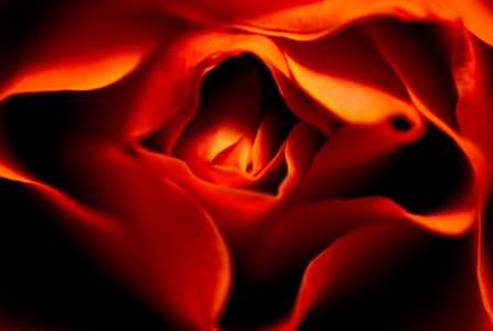 Red Flower Orange Yellow