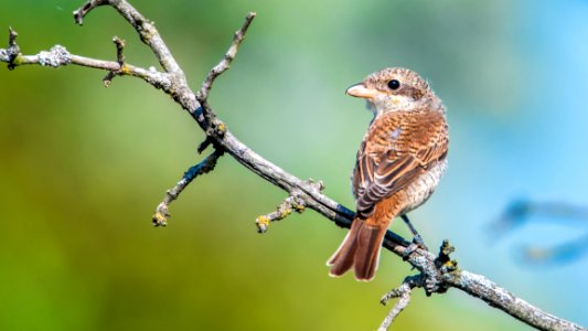 Bird Beak Finch Fauna