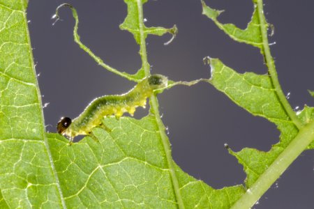 Caterpillar Larva Leaf Insect