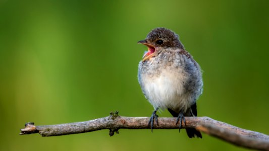Bird Fauna Beak Nightingale photo