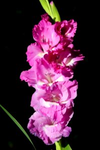 Flower Flowering Plant Plant Gladiolus photo