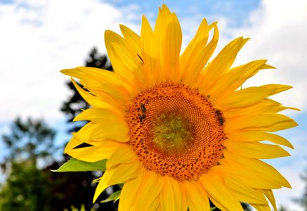 Flower Sunflower Yellow Sunflower Seed