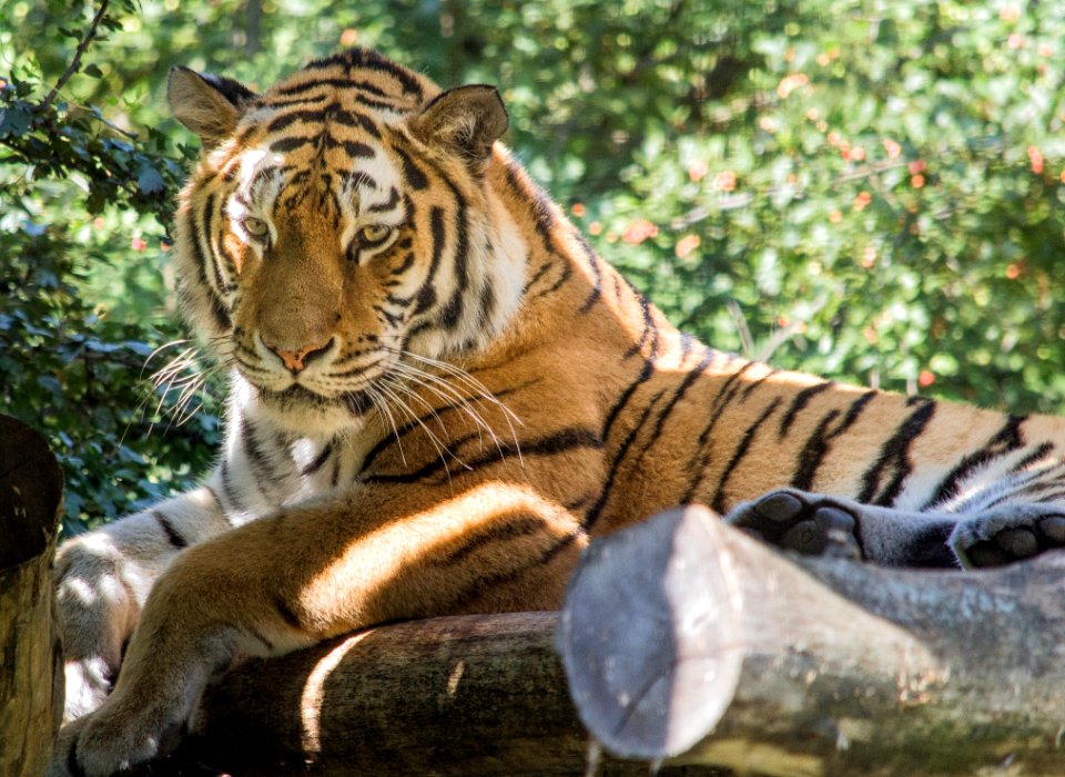 Tiger Wildlife Mammal Terrestrial Animal photo