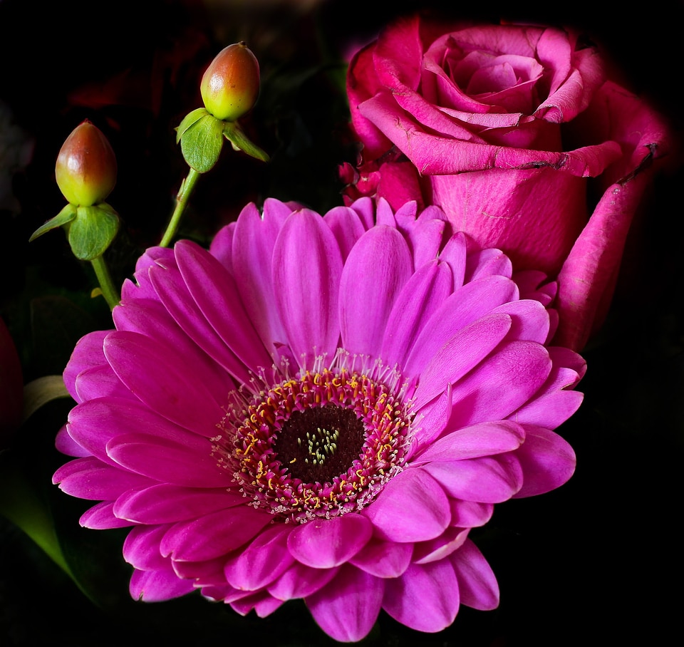 Bloom plant pink