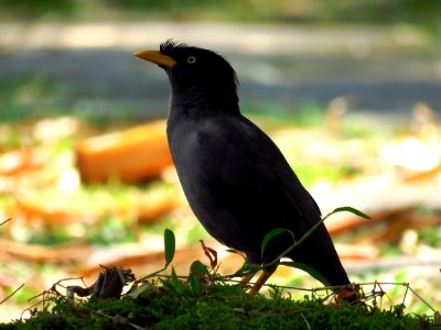 Bird Beak Fauna Blackbird photo