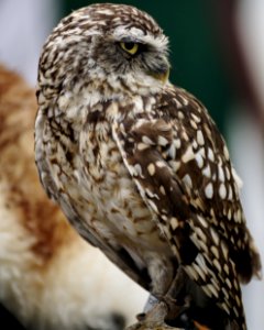 Owl Beak Bird Of Prey Fauna