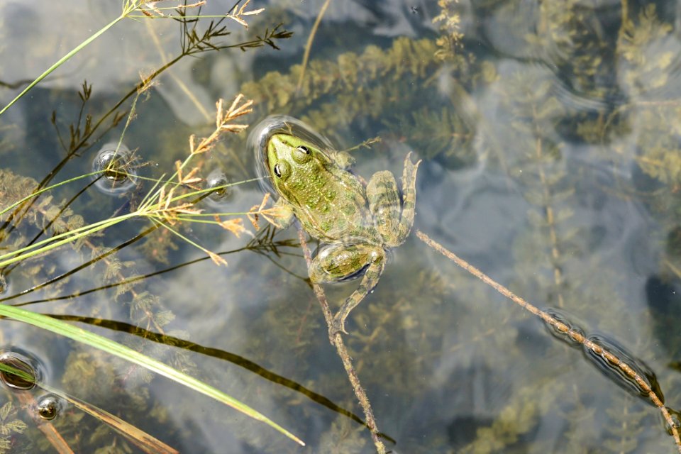 Fauna Wildlife Flora Grass Family