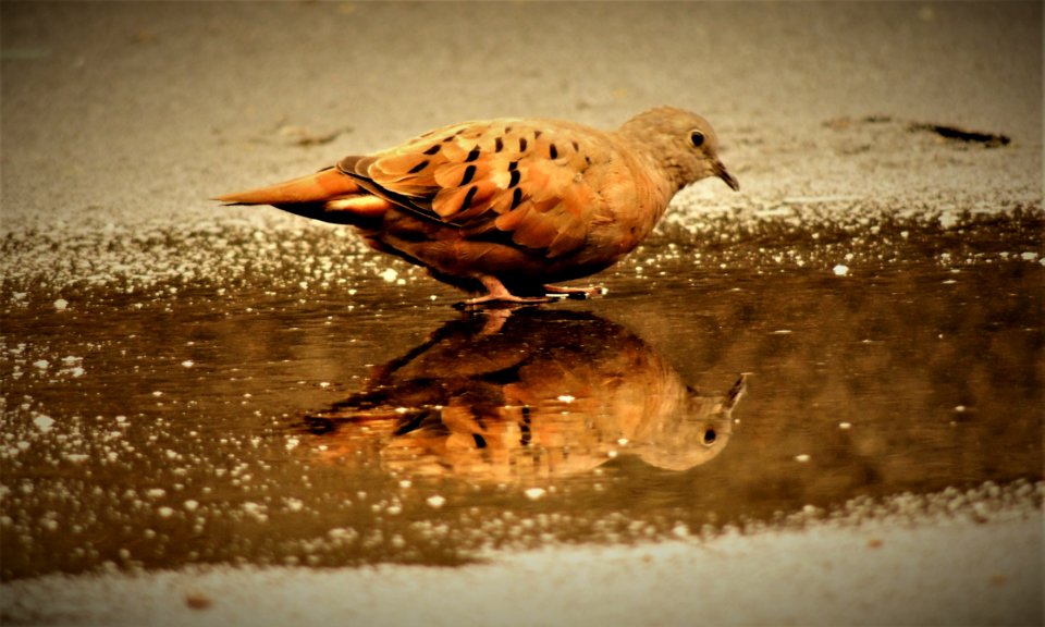 Bird Fauna Beak Wildlife