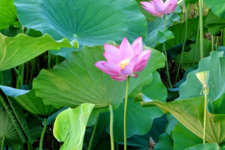 Flower Plant Sacred Lotus Lotus