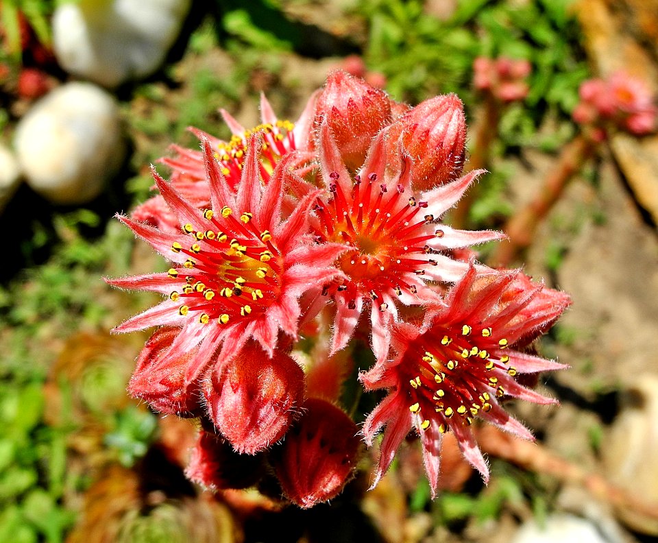 Flower Flora Plant Subshrub