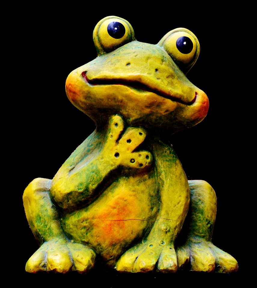 Ranidae Amphibian Frog Tree Frog