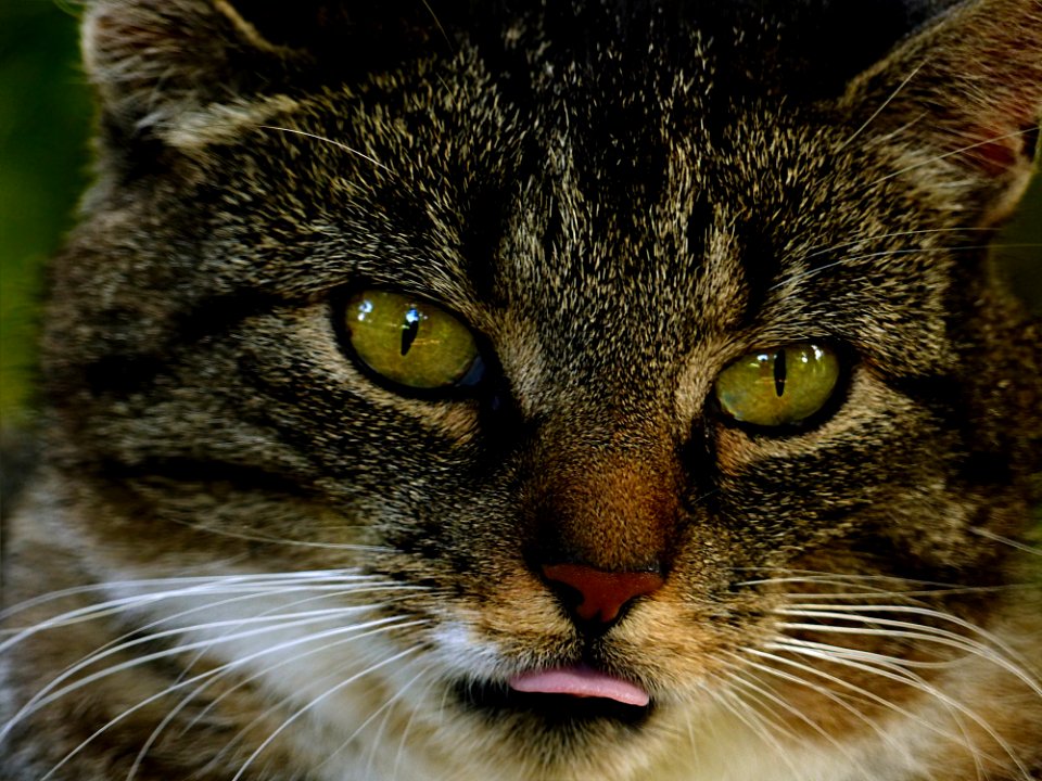Cat Whiskers Fauna Wild Cat