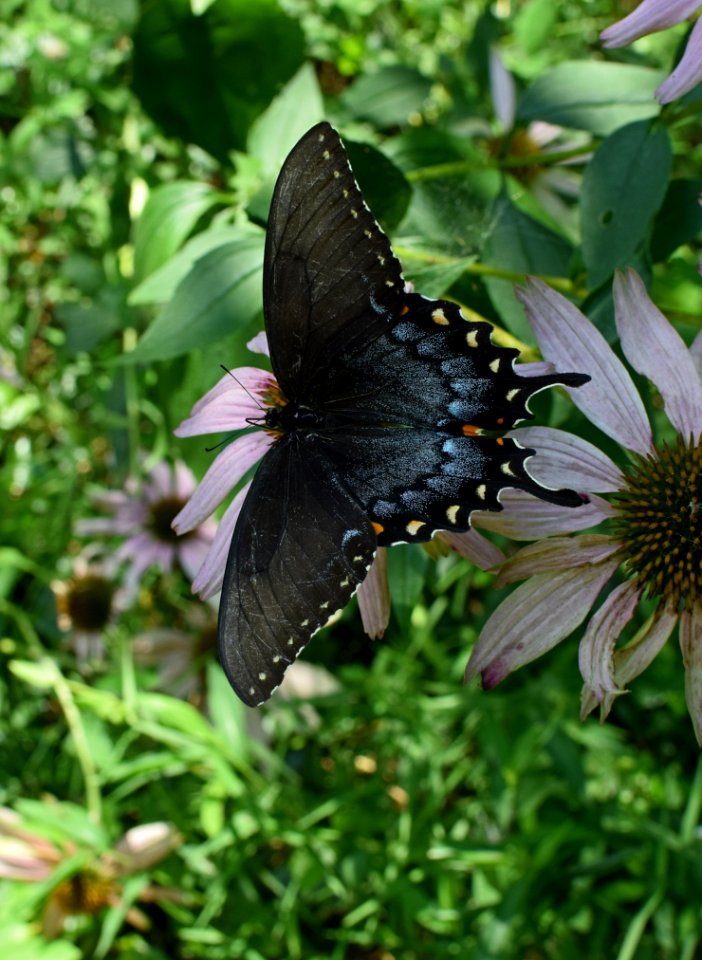 Butterfly Moths And Butterflies Insect Invertebrate