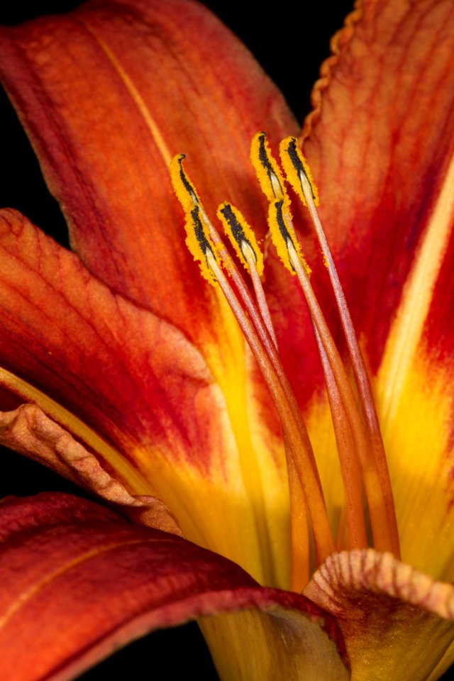 Yellow Flower Flora Lily