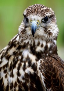 Bird Beak Falcon Hawk photo