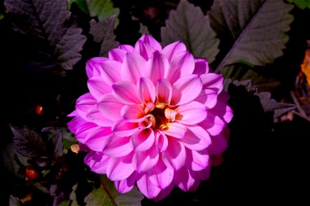 Flower Pink Plant Flowering Plant photo