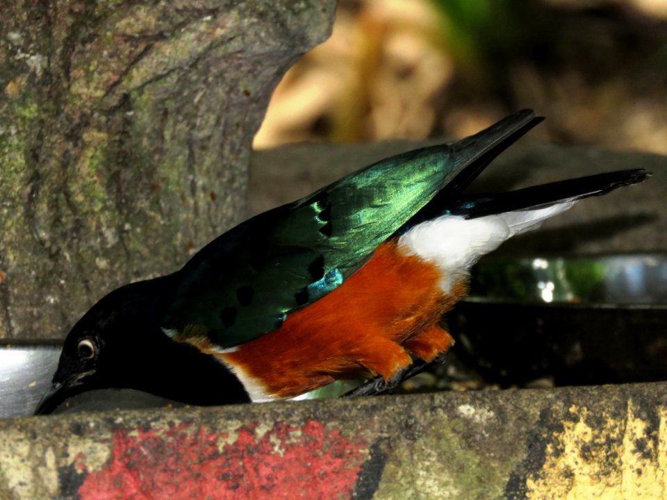 Bird Fauna Beak Organism
