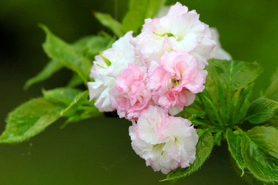 Flower Pink Plant Flowering Plant