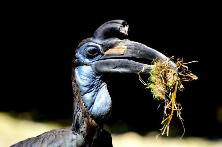 Beak Bird Fauna Hornbill photo