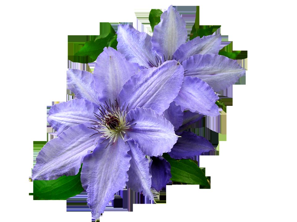 Flower Plant Purple Violet