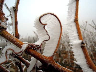 Winter Wood Freezing Frost photo