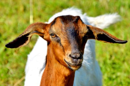 Goats Goat Goat Antelope Cow Goat Family photo