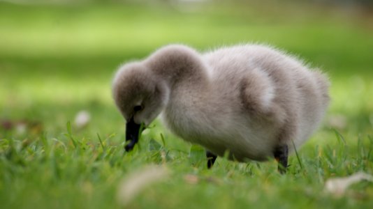 Bird Water Bird Fauna Beak
