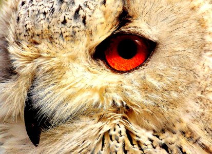 Owl Beak Fauna Bird Of Prey photo