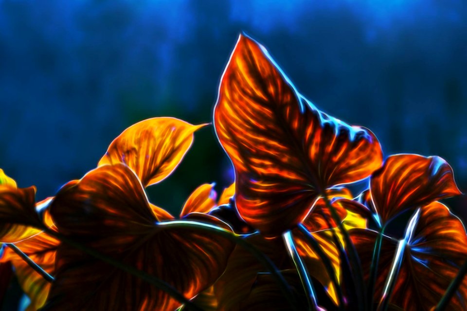 Plant Flower Flora Sky