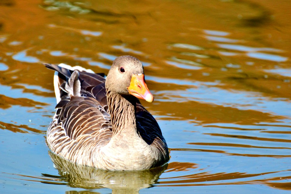 Bird Duck Water Bird Ducks Geese And Swans