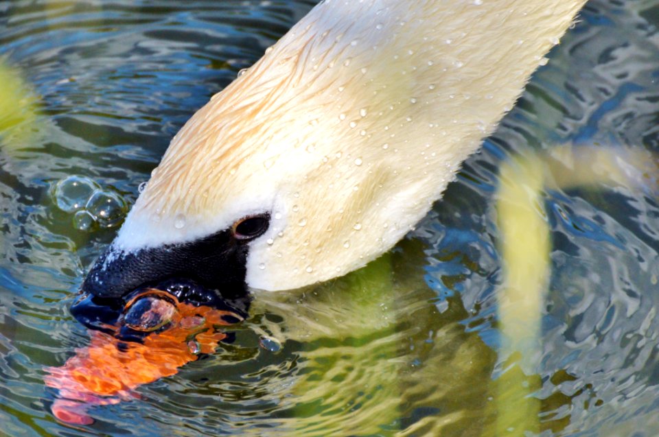 Bird Water Beak Water Bird