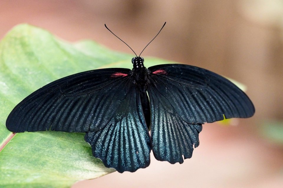 Butterfly Moths And Butterflies Insect Invertebrate