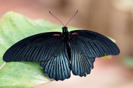 Butterfly Moths And Butterflies Insect Invertebrate