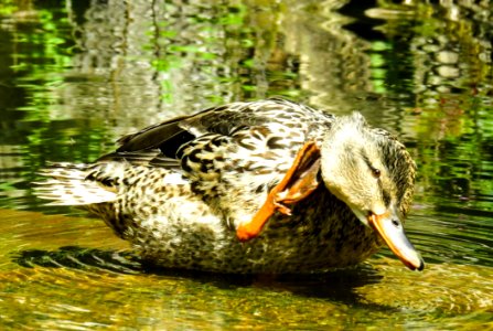 Duck Bird Mallard Water