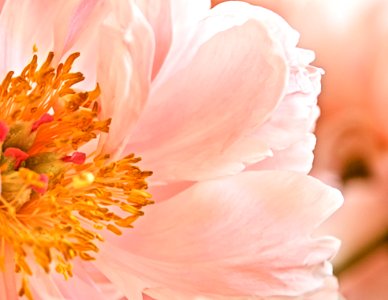 Flower Pink Flowering Plant Peony photo