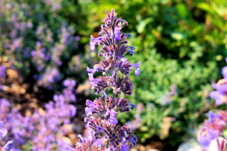 Plant Flora Hyssopus Lavender photo