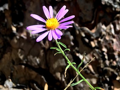 Who Ya Calling Fleabane