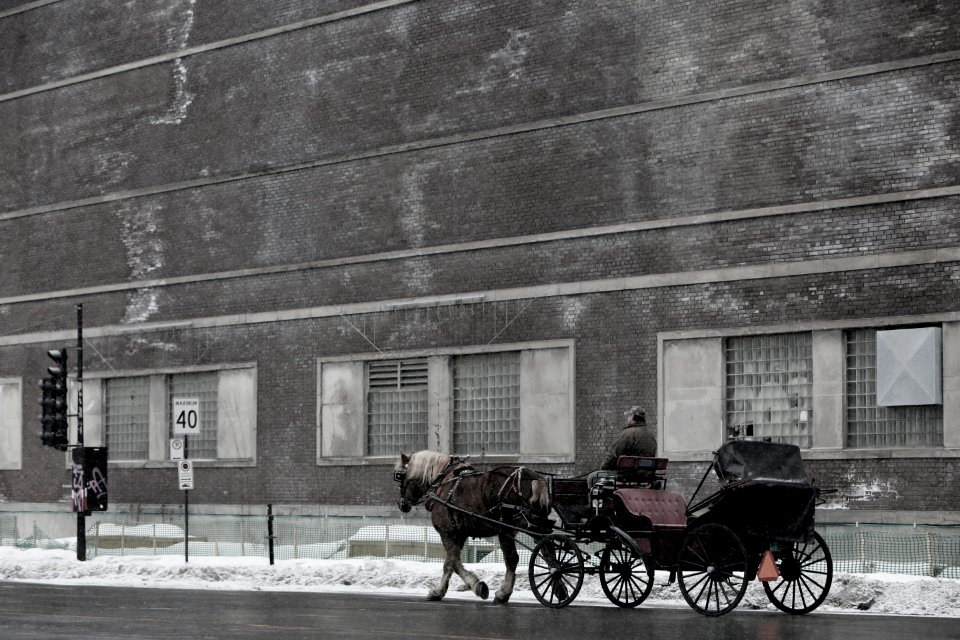 Carriage Horse-Drawn Horse