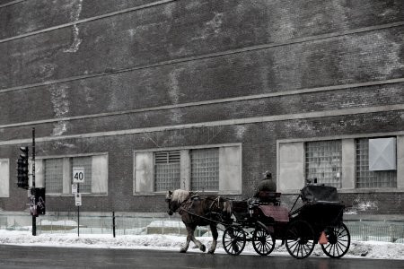 Carriage Horse-Drawn Horse photo