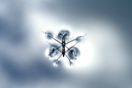Water Strider Animal