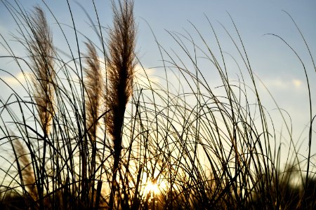 Nature Plants Grass Growth
