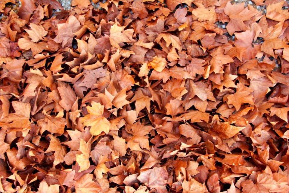 Leaves Maple Brown Autumn
