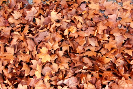 Leaves Maple Brown Autumn