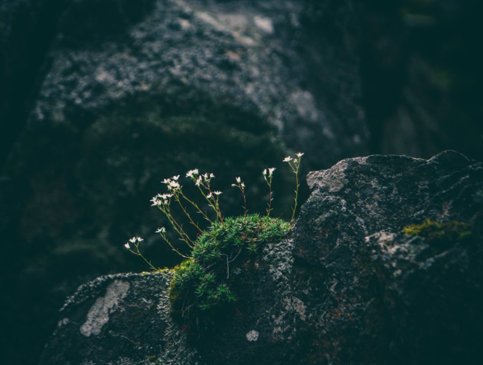 Flowers Rocks Nature