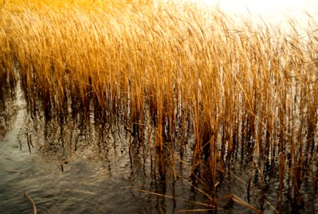 Water Reed Pond