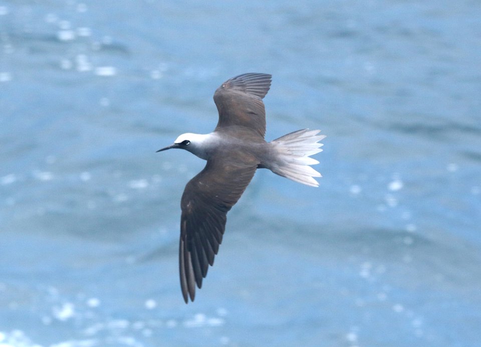 BLACK NODDY (9-10-2017) Holei Sea Arch Chain Of Craters Road Hawaii Volcanoes National Park Hawaii Co Hawaii