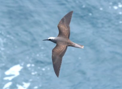 BLACK NODDY (9-10-2017) Holei Sea Arch Chain Of Craters Road Hawaii Volcanoes National Park Hawaii Co Hawaii