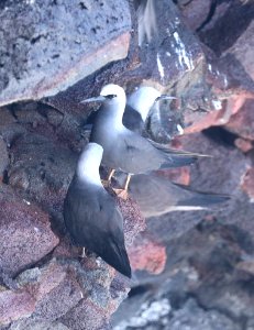 BLACK NODDY (9-10-2017) Holei Sea Arch Chain Of Craters Road Hawaii Volcanoes National Park Hawaii Co Hawaii